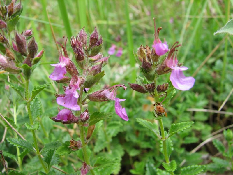 Germandrée petit chêne